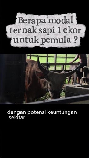 CATTLE BREEDING CAPITAL FOR BEGINNERS #shorts