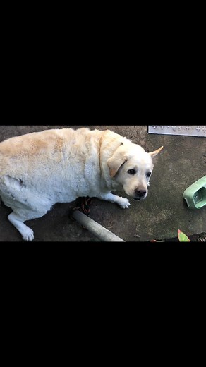 Another grooming session with a yellow lab #entrepreneur #foryoupage #dejasgroomingservices #doggroomerlife #petcare #doggroomer