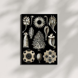 Antique Biology Illustrations Vintage Art | Ernst Haeckel Art Print Set of 5 JPG | Natural History Ocean Life Decor - Etsy Australia