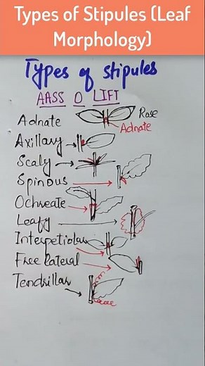 Types of Stipules|| Leaf Morphology||Plant Morphology #botany