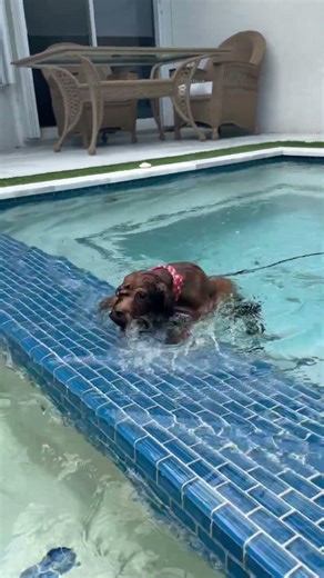 Bowie (Cavapoo) bravely getting out of a hot tub during puppy swim session #dog #shorts