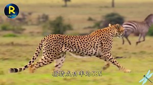 悬停倒飞漂移，苍蝇VS蜻蜓，谁的飞行技能更高一筹？