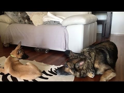 Dog Gets Annoyed At Needy Puppy