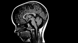 This is what scientists just discovered inside the human mind