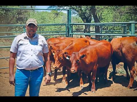 Cattle, Culture, and Challenges: Insights from SABGrow’s Sabastian Mofokeng