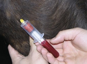 Blood tests explained [H&H VIP] - Horse & Hound