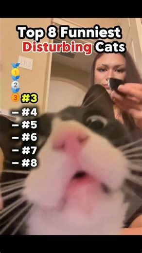 “Top 8 Funniest Disturbing Cats” #fadinhas