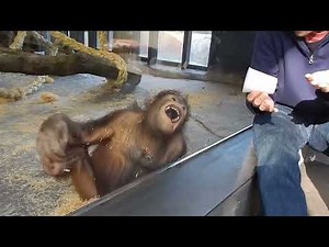 Monkey Sees a Magic Trick — Hilarious Reaction! 🐒✨