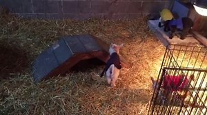 Thanks for the adorable video, Fairland Farm Nigerian Dwarf Goats! More pictures and details on Nigerian Dwarf goats here > http://countrysidenetwork.com/daily/livestock/goats/nigerian-dwarf-goat/ | Goat Journal