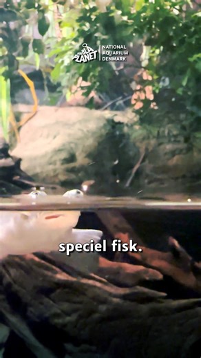 På latin hedder den Anableps anableps, som betyder “den, der kigger op” – et passende navn til den storskællede firøje, der med sine todelte øjne kan se både over og under vandet på én gang. Men firøjen skiller sig også ud på en anden måde. Hannerne og hunnerne er nemlig ikke symmetriske – deres kønsorganer vender enten til højre eller venstre. Derfor kan kun en højredrejet han parre sig med en venstredrejet hun, og omvendt. En spøjs kærlighedsstrategi, hvor ikke alle er skabt for hinanden 👥♥️