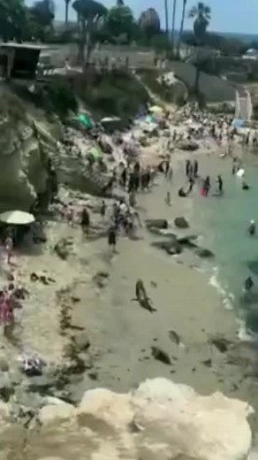 31K views · 22 reactions | Two sea lions chased away a group of people at a beach in La Jolla area of San Diego. The video of the incident is going viral on social media platforms and shows beachgoers running away from the approaching animals. Lifeguards were on standby at the beach and ensured no one was injured. #sealiona #beach #animals #sandiego | News18 | Facebook