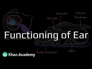 Functioning of ear | Sense organs | Class 9 | Biology | Telangana | Khan Academy