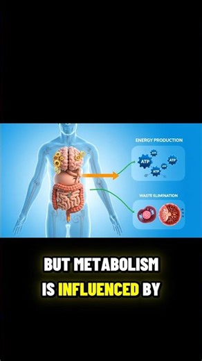 Slow Metabolism Explained