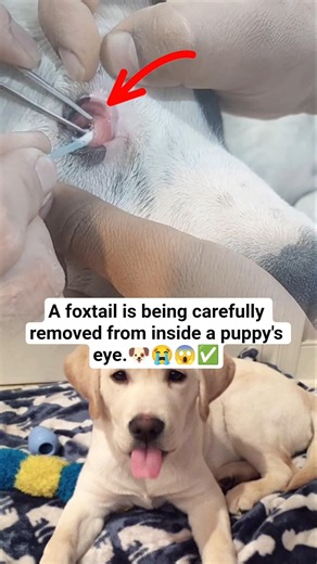 A foxtail is being carefully removed from inside a puppy's eye#PuppyCare #DogCare #fyp #AnimalCare