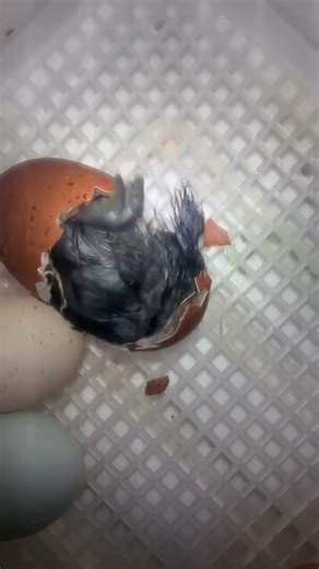 6 second chicken egg hatch