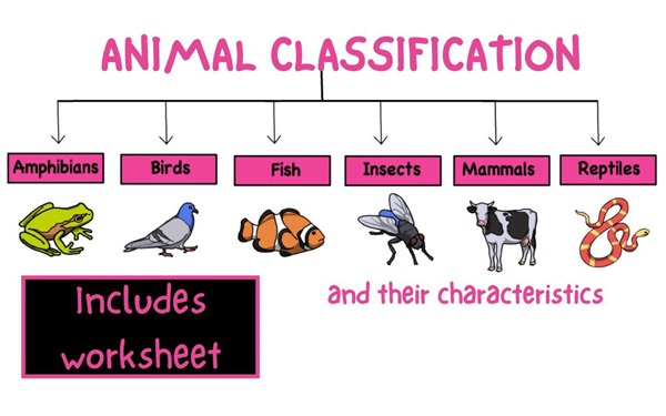 Animal classification. Science for kids