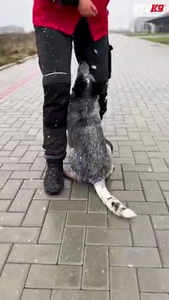 20K views · 623 reactions | 9-month-old Blue Heeler puppyMVP Graduate...