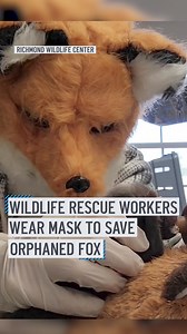 21K views · 81 reactions | 力 Employees at a wildlife center in Virginia are doing their best to act like mother foxes as they feed and care for an orphaned kit that found its way into their care.⁠⁠ “It’s important to make sure that the orphans that are raised in captivity⁠ do not become imprinted upon or habituated to humans,” they said.⁠ https://on.nbcdfw.com/GWckPHr | NBC DFW | Facebook