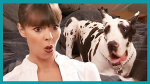 Dog snaps and growls at Owner! #ItsMeOrTheDog #VictoriaStilwell #Positively ▶ Get more dog training tips from Victoria Stilwell on her official site: https://positively.com ▶To enroll in Victoria’s dog training courses at the Victoria Stilwell Academy: https://www.vsdogtrainingacademy.com | Me Or The Dog