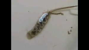 オナガウジ（ハナアブの幼虫）