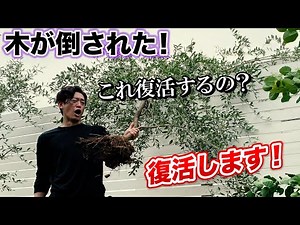【強風・台風被害】倒されて絶望的な木を復活させる方法と倒されないようにする方法