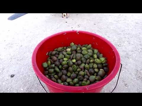 Abu Dhabi accelerates mangrove planting using drones