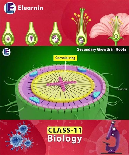 secondary growth in roots | Anatomy of Flowering Plants #science #plants #education #plants #botany