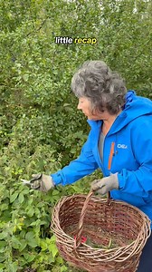 Had a few questions about how to forage for nettle seeds so hope this helps! 🌿Happy foraging 🫶🏻#foraging #wildfood #naturalremedies #nettles #guthealthtips #plantmedicine #livingofftheland #forager #freefood #natureishealing | Nourished by Nature