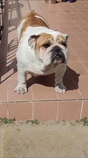 Angol bulldog arcok #dogcasttv #kutya #bulldog