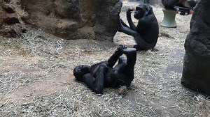 Kayin came over to say hello! | The Buffalo Zoo