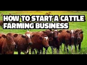 Free Cattle Farming Business Plan and How to Start a Cattle Farming Business