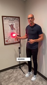 21K views · 254 reactions |  Did you know the cerebellum — the part...