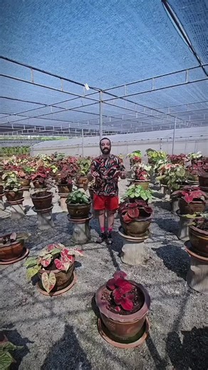Caladium Garden trên TikTok