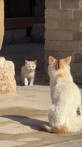 cute kitten calling for mommy #cat #kitten #meow #reels #cutekittens | Sweet Meows