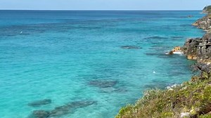 The Bermuda Longtails were out in full glory yesterday, taking advantage of the resort being so quiet. No social distancing amongst them! | The Reefs, Bermuda