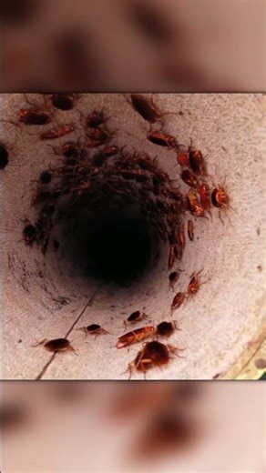 When You See This, You’ll Feel Your Skin Crawl!