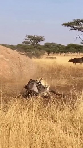 8.3K views · 19 reactions | #LeopardAttack #BuffaloRescue #WildlifeShorts #NatureHeroes #AnimalRescue #WildlifeAction #SavageVsBrave #EpicWildMoments #AnimalsInAction #WildlifeDrama | Wild Secrets TV | Facebook