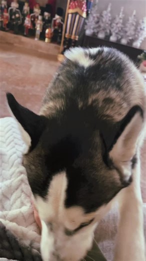 She is a cutie😂 #clueless #dog #zxycba #pretty