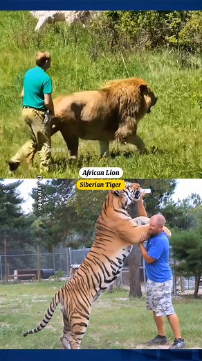 Size comparison of African lion and Siberian tiger. | Sư tử và Hổ