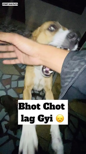 Street Dog Pluto on Instagram: "Chot Lag Gayi 😨 #minivlog #dog"