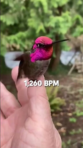 Hummingbirds Have the Fastest Heartbeat in the World