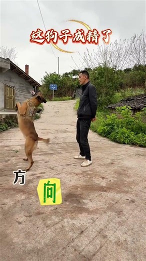My Dog's Spiritual Transformation: Unleashing the Uncontrollable Spirit