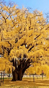 1.8K views · 120 reactions | Golden foliage  The oldest ginkgo tree in Incheon, #ginkgotree is estimated to be around 800 years old. It is renowned for its stunning golden foliage in the fall. It is located near Incheon Grand Park. #goldenginkgotree #foliage #autumnvibes #autumn #ginkgoleaves #FallSeason #GoldenFoliage | Jocelyn Jeong | Facebook