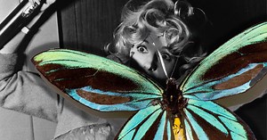 The World's Largest Butterfly Is On the Brink of Extinction