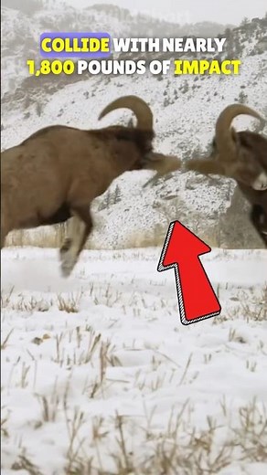 Rams CLASH Their Heads🐏💥|| Rams With Big Horns Fighting!