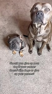 24K views · 6.6K reactions | Sounds about right  #dog #frenchie #frenchies #frenchbulldog #dogsofinsta #dogstagram #dogslife #dogsofig #frenchiesofinstagram #frenchiegram #frenchieoftheday #funnydogs #instadog #instareels #pupsofinstagram #pupsagram #pup #doglovers #frenchielovers #Frenchielife #videooftheday #dogsofinstagram #dogoftheday #frenchiesgram #frenchiepuppy #petsagram #bulldog #ilovemyfrenchie | Kash.d.frenchie | Facebook
