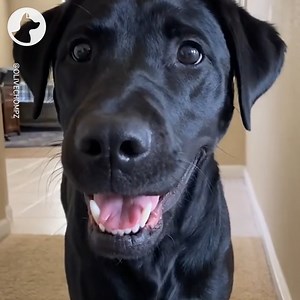 Dog Chomps Instead of Barking