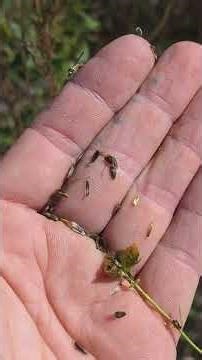 Killing Lawns and Restoring Prairies the Easy Way