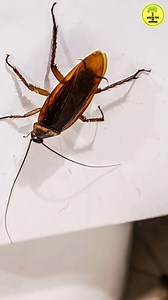 881K views · 10K reactions | Natural Pest Control Hacks #HomeHacks #NaturalPestControl #PestControl | Health Tips in Kannada | Facebook