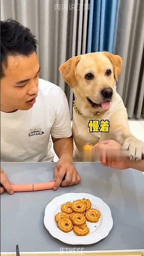 Dog’s reaction was absolutely priceless